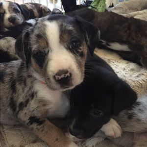 Meet your Posher, Abbey